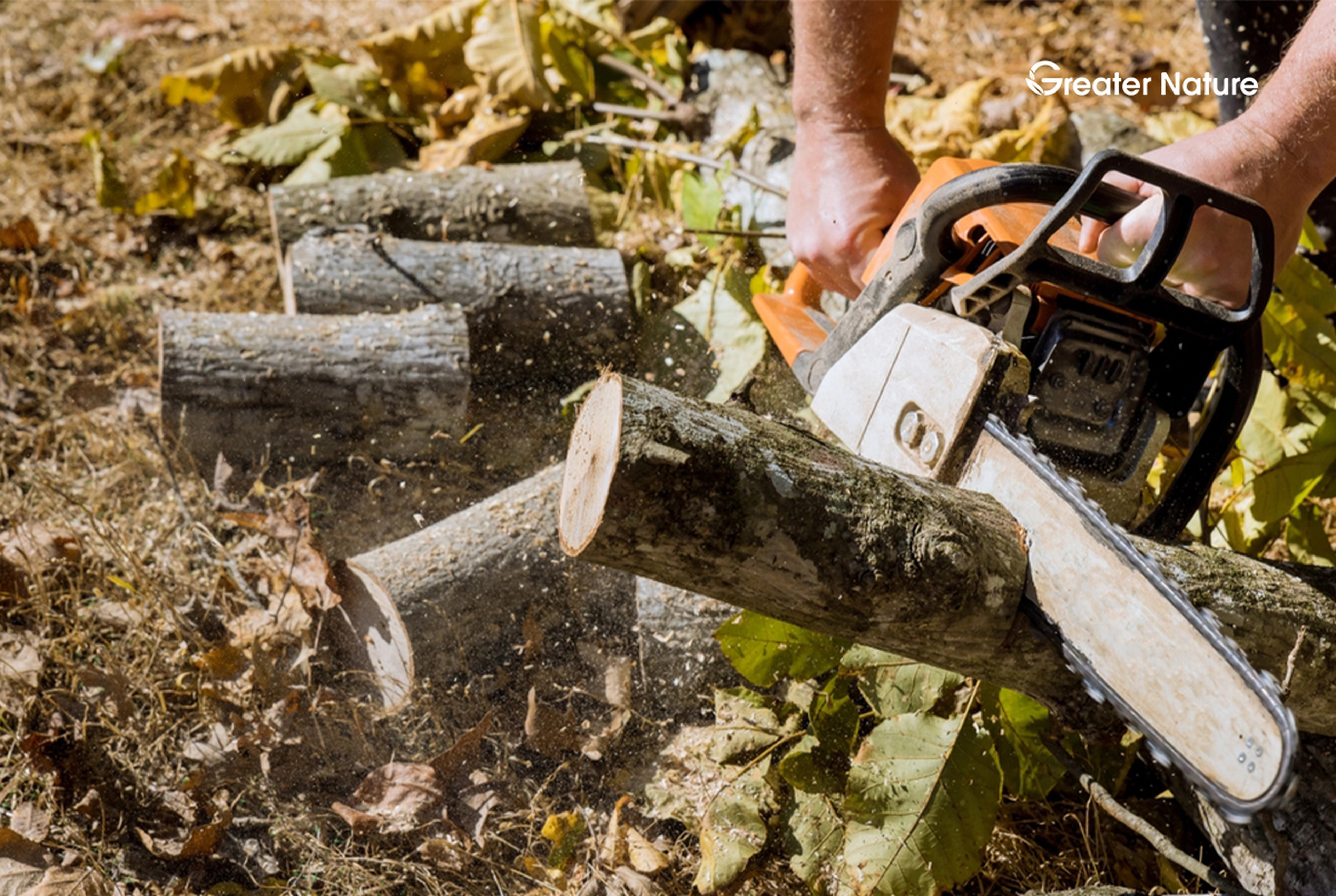 How Many Trees Does It Take To Make A Roll Of Toilet Paper? 