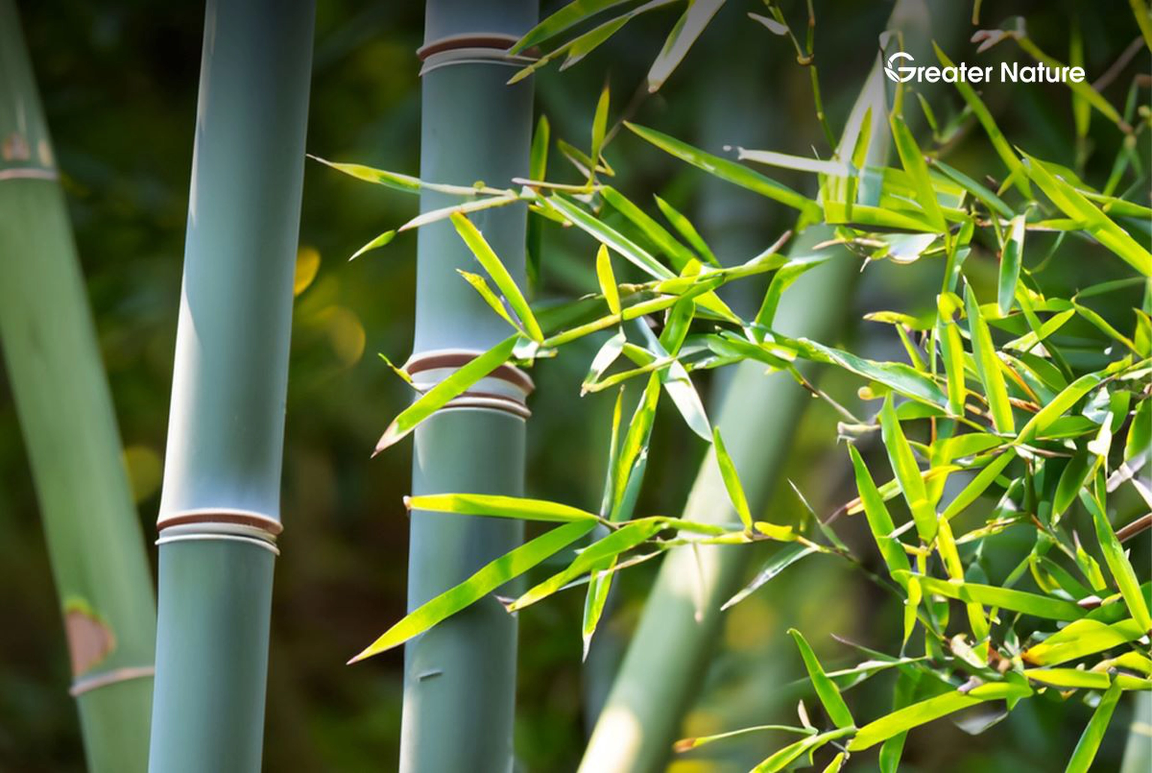 Bamboo - The Secret To Creating Environmentally Friendly Toilet Paper