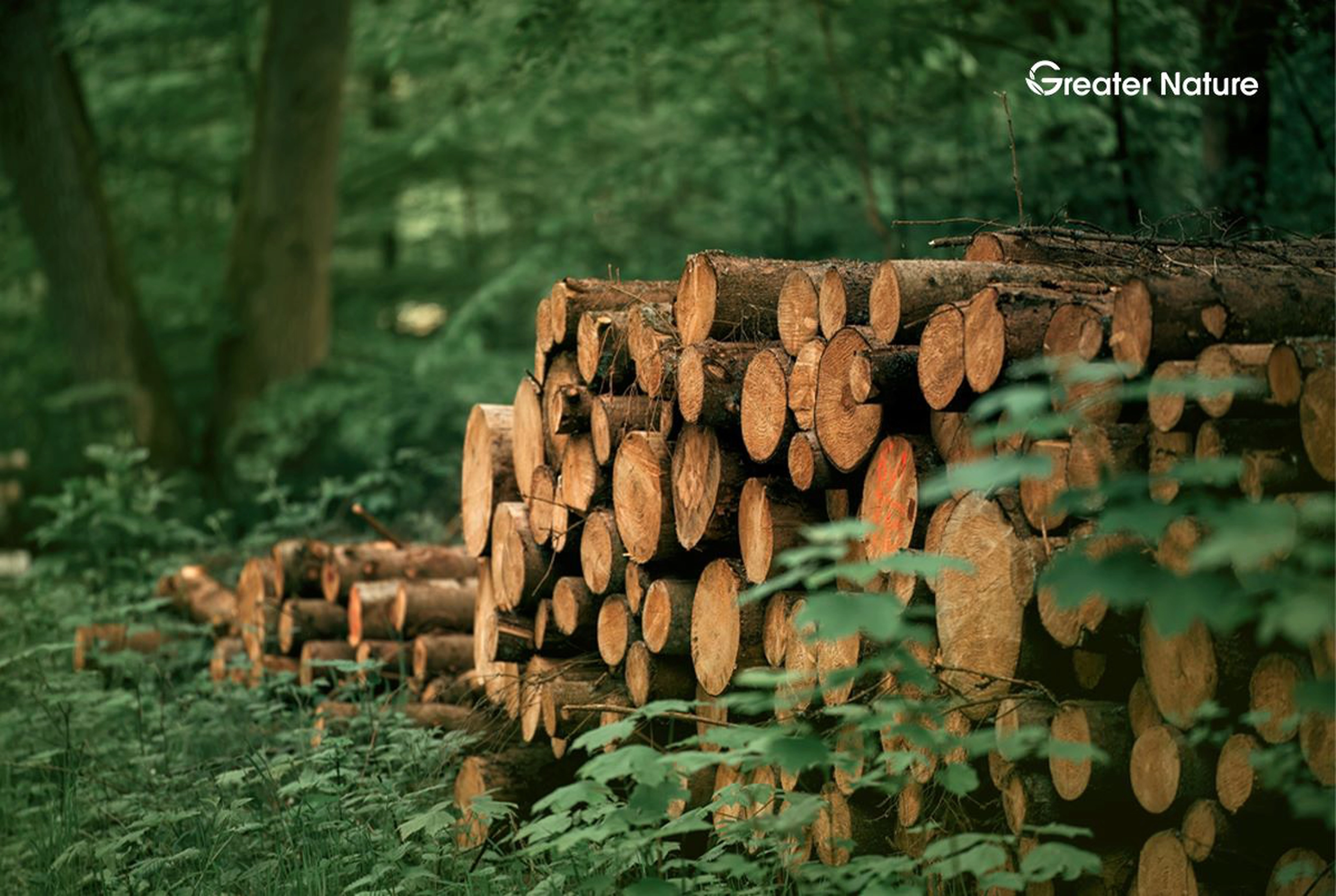 How many trees are cut down for toilet paper? What is the sustainable alternative?